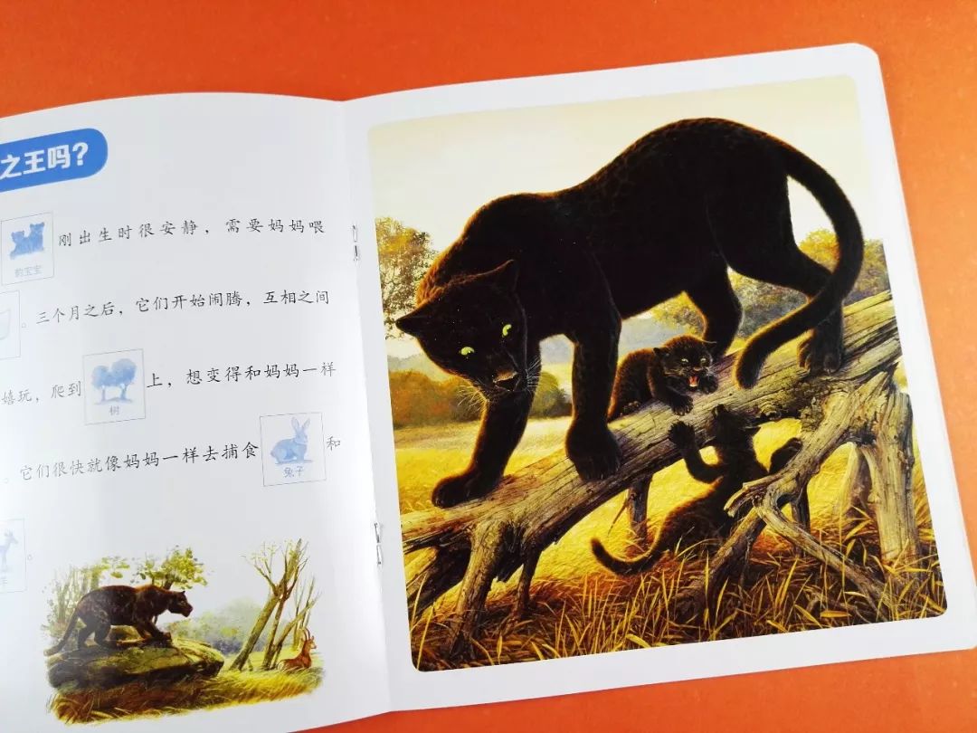 四不像正版+正版四不像,全面释义解释落实