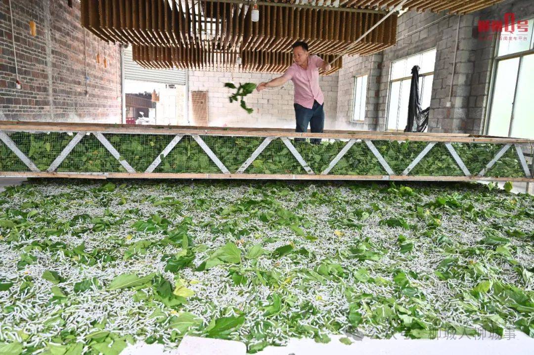 澳门最精准正最精准龙门蚕,全面释义解释落实