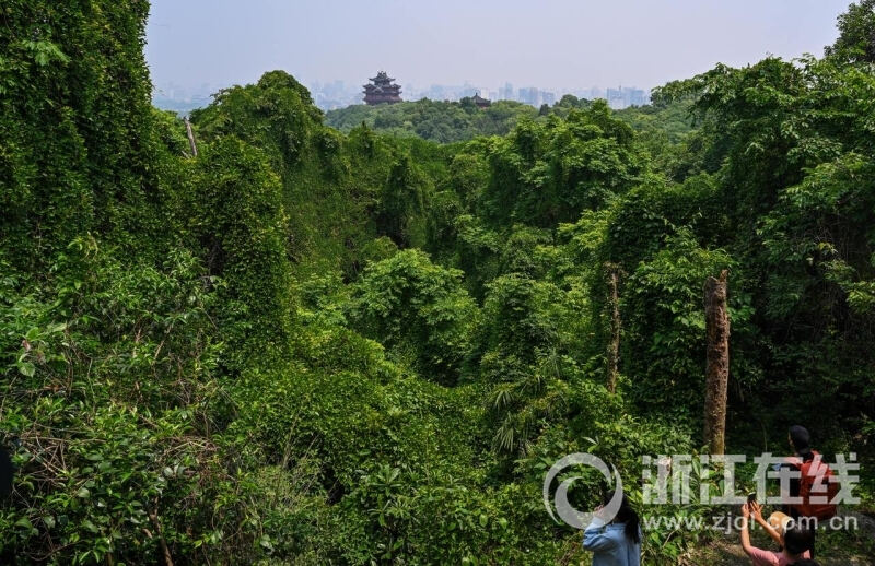 绍兴义峰山最新新闻