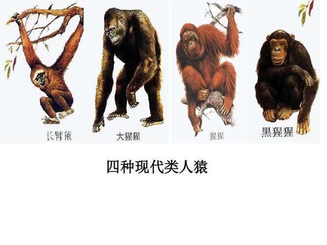 2025今晚最准四不像,探索未知，今晚最神秘的2025四不像现象